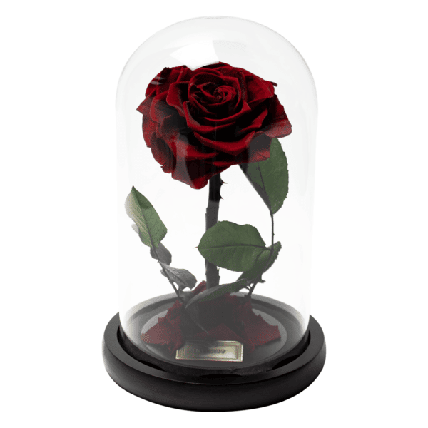 Burgundy Rose im Glas Infinity Dome Rose