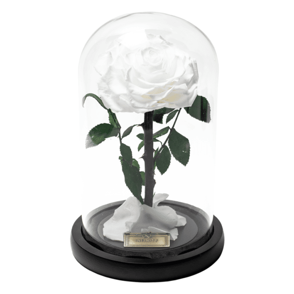 Pure White weiße Rose im Glas Infinity Dome Rose