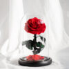 Rose im Glas rote Blüten