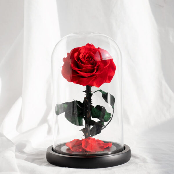 Rose im Glas rote Blüten