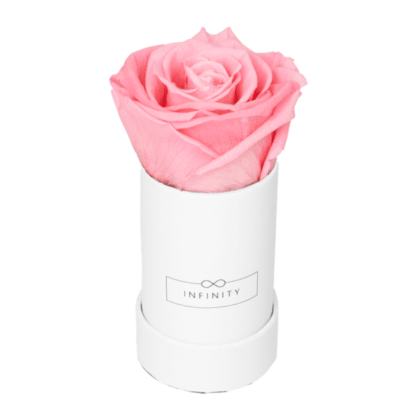 Produktbild Extra Small weiß Bridal Pink Infinity rosen