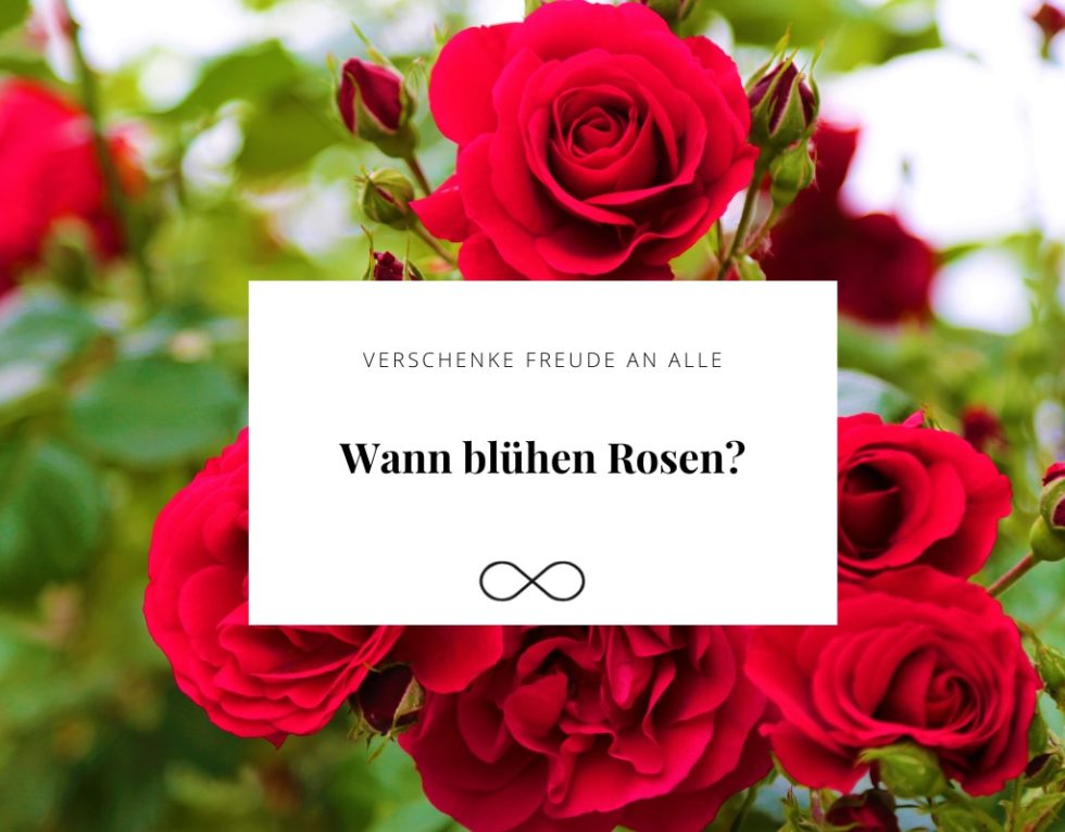 Wann blühen Rosen