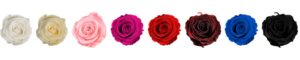 Swatches alle alle rosenfarben als swatches