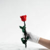 Mini Stem Rose in Hand
