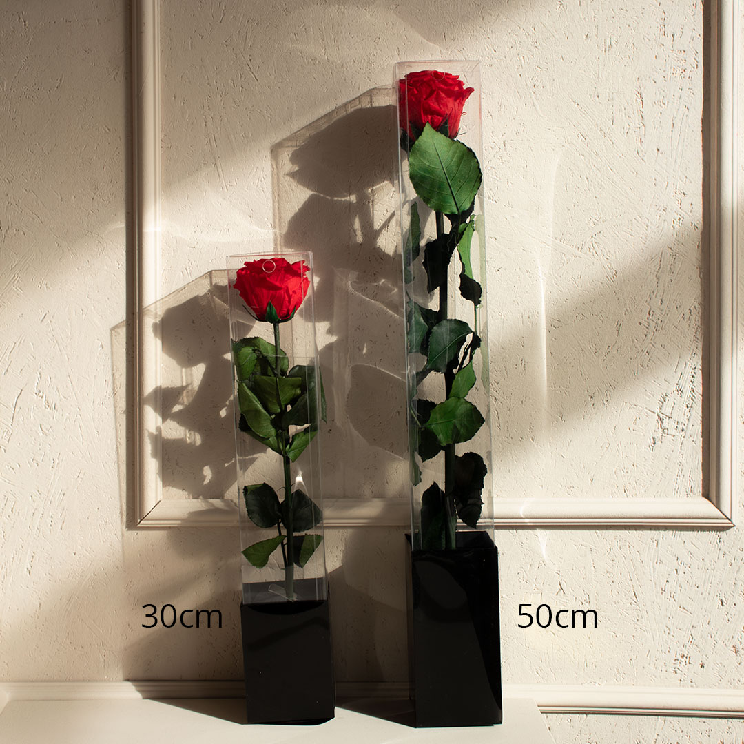 Stem Rosen echte langstielige Rosen im Vergleich