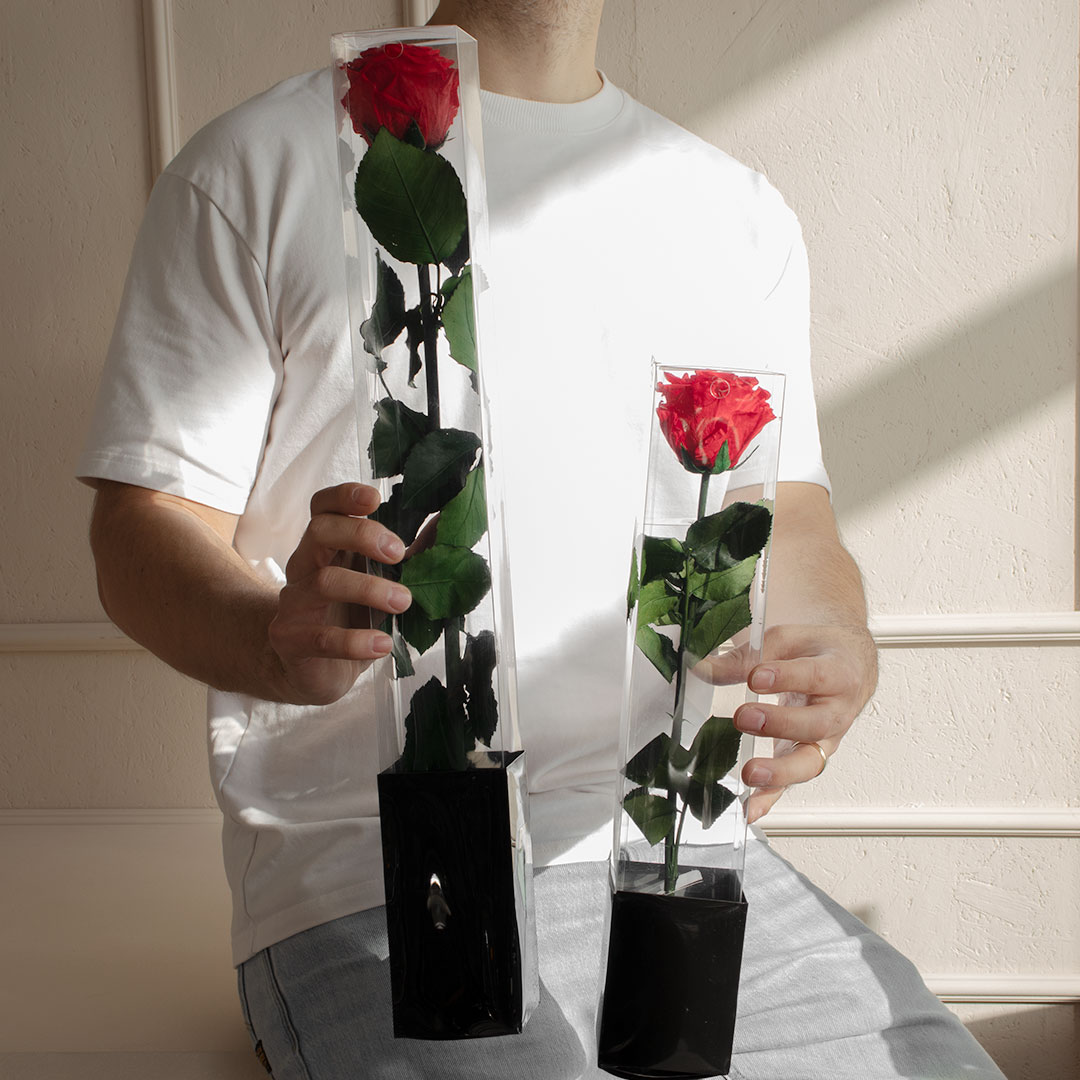 Stem Rosen echte langstielige Rosen im Vergleich