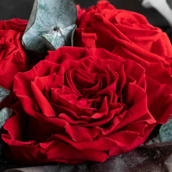 haltbare English Garden Rose nah