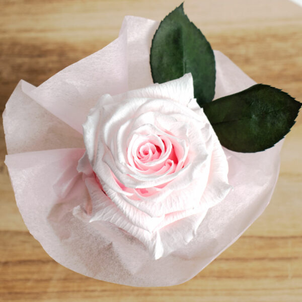 Extra Small Sakura Pink Infinity Rose von oben