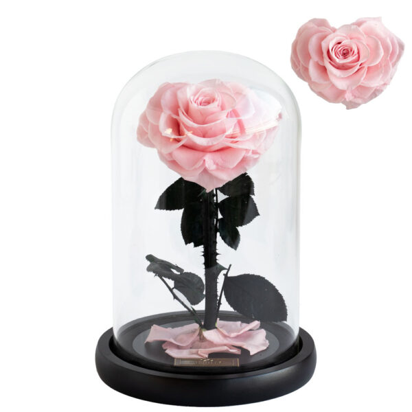 Dome Rose im Glas Herz