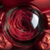 Echte Rose Rosenbär